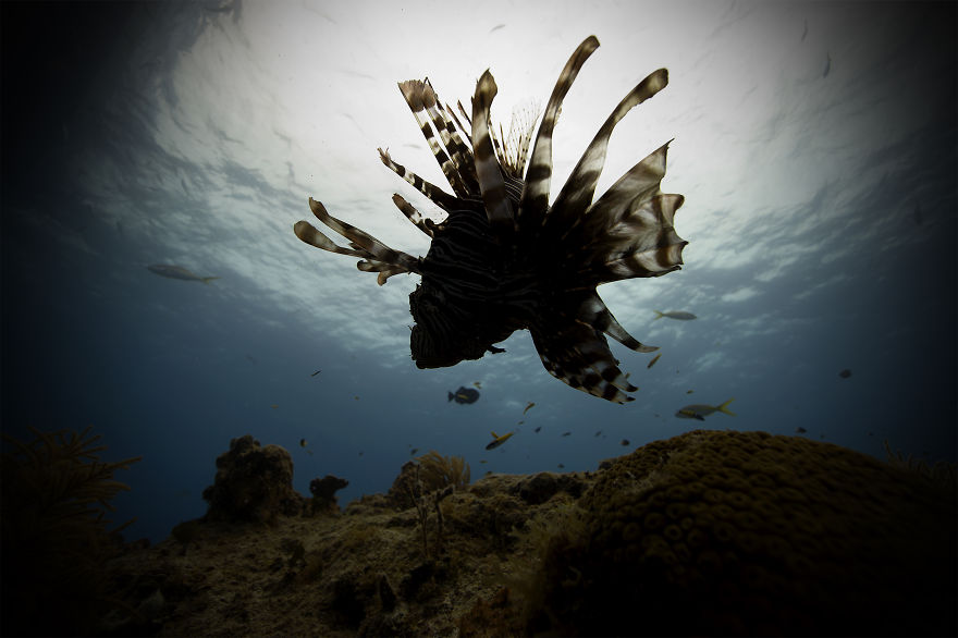 I Left My Comfort Zone And Started Photographing Underwater Life