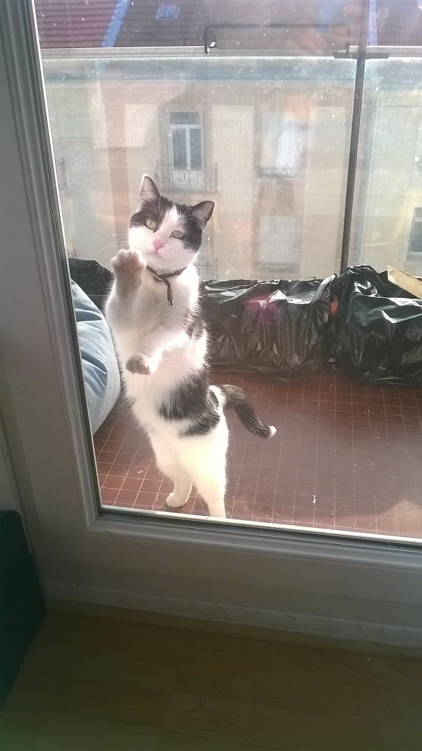 Mummy, Let Me In, I Am Hungry!