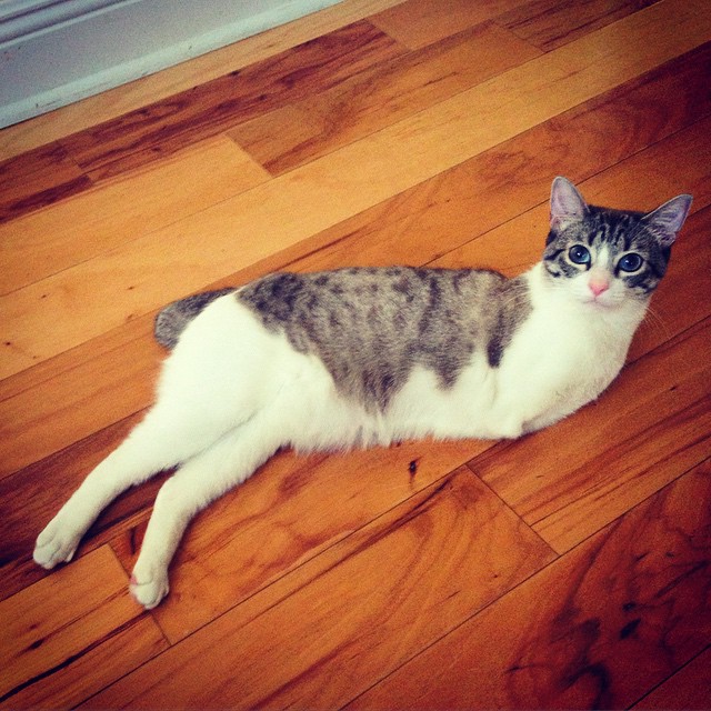 Roux The Adopted Two-Legged Bunny-Cat Is Instagram’s Latest Sensation