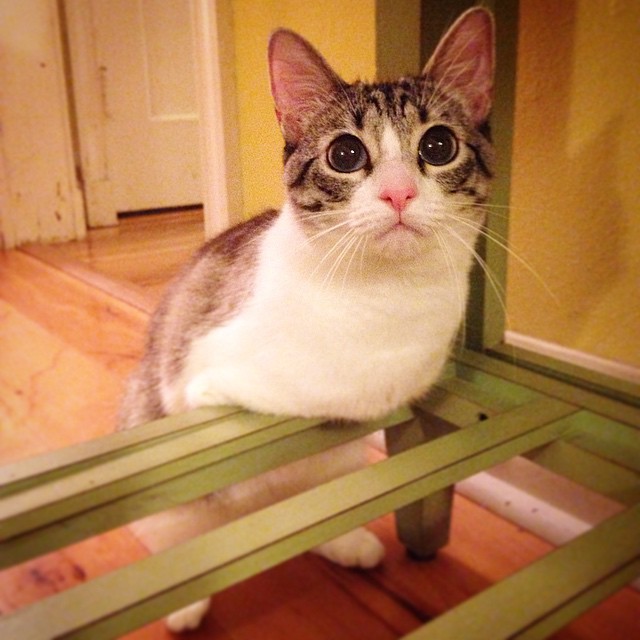 adopted-cat-hops-two-legs-instagram-celebrity-roux-2