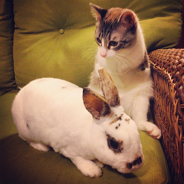 adopted-cat-hops-two-legs-instagram-celebrity-roux-3