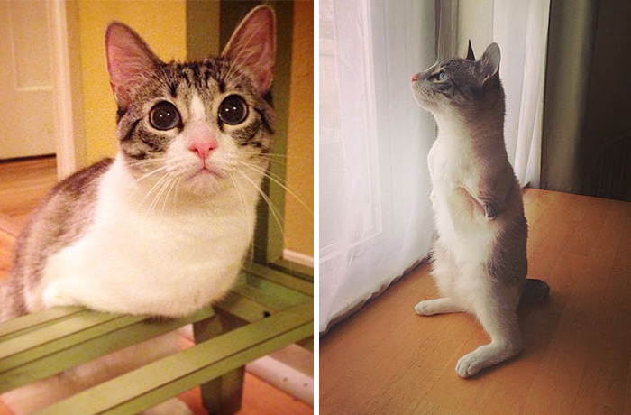 Roux The Adopted Two-Legged Bunny-Cat Is Instagram’s Latest Sensation