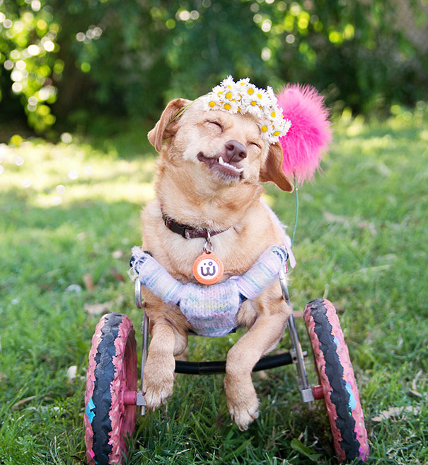 adopted-disabled-dog-daisy-underbite-unite-4