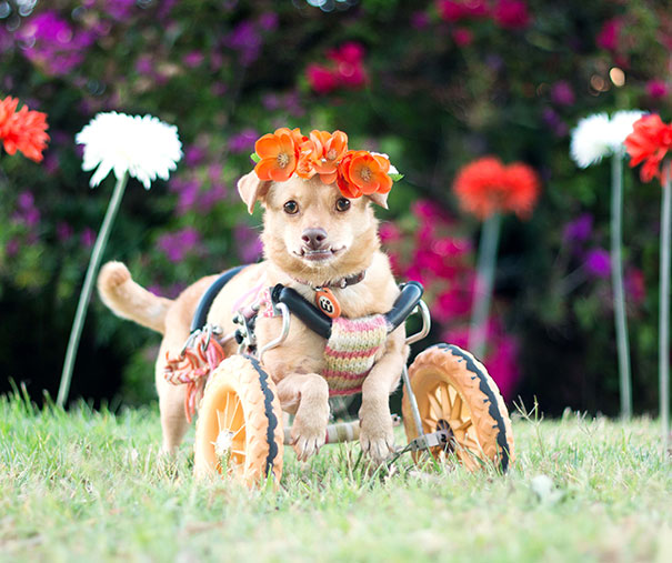 adopted-disabled-dog-daisy-underbite-unite-5