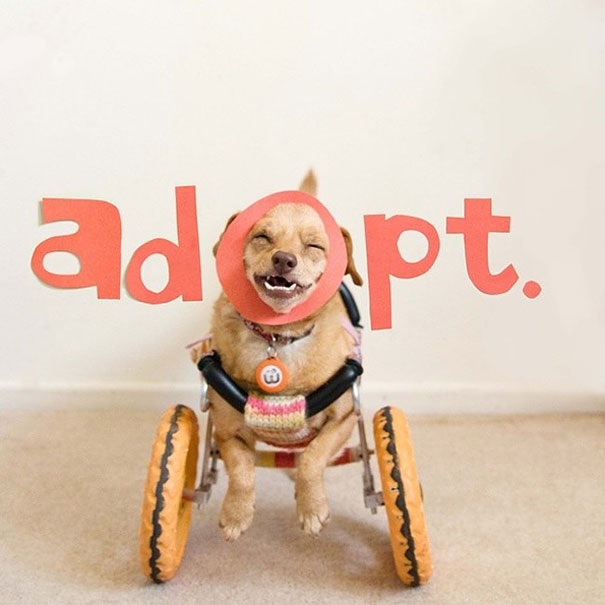 adopted-disabled-dog-daisy-underbite-unite-6