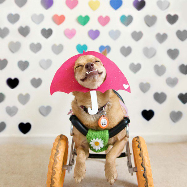 I Saved A Dog From Euthanasia And Now She Happily Runs In A Wheelchair