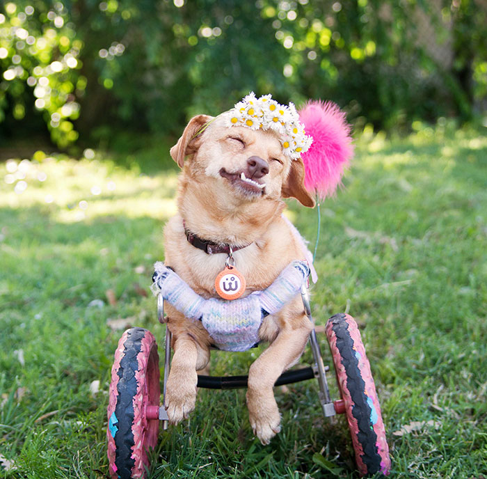 I Saved A Dog From Euthanasia And Now She Happily Runs In A Wheelchair