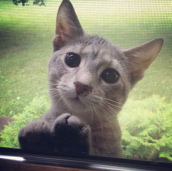 Please Let Me In, Hooman