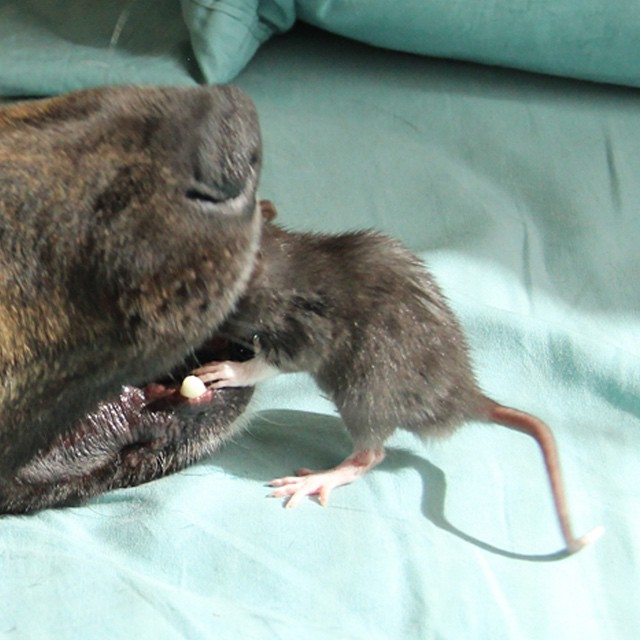 This Rescued Pet Rat And Dog Are The Best Buddies Ever