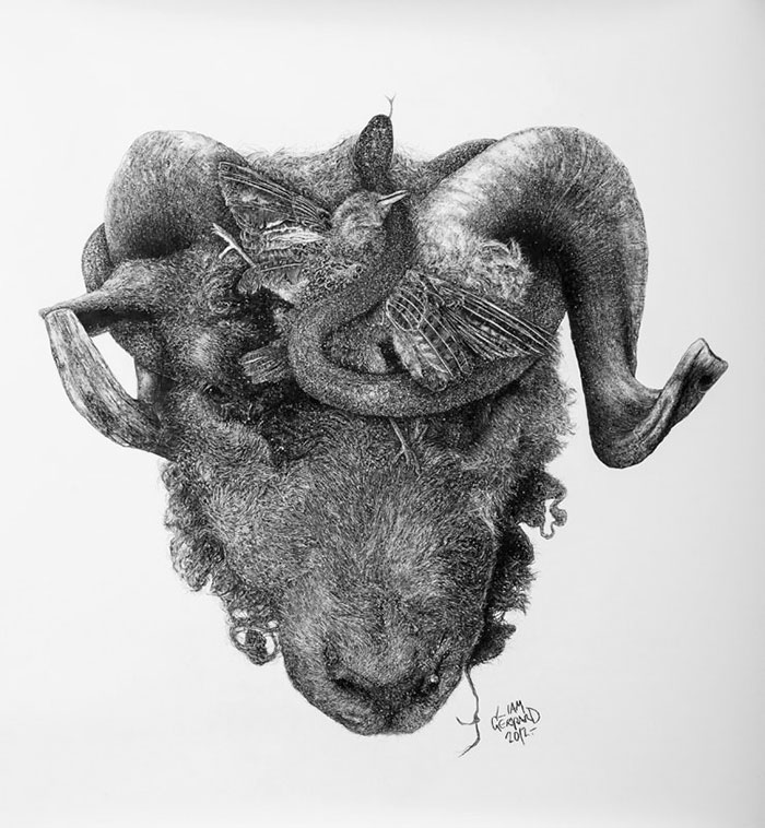 animal-hybrid-charcoal-drawings-liam-gerrard-2