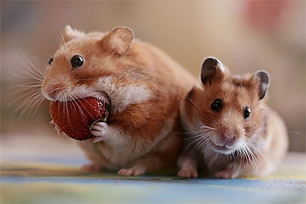 Hamster Eating Strawberry