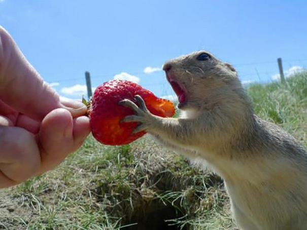 Prairie Dog Eating Strawberry