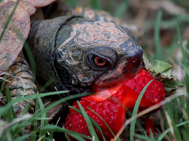 Turtle Eating Strawberry