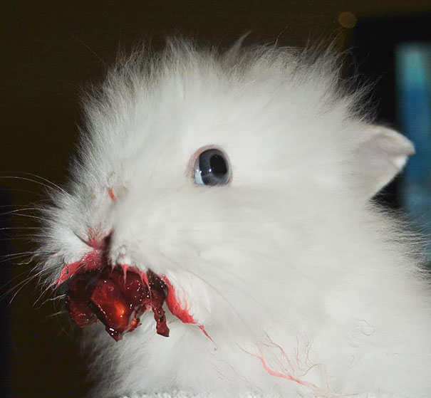 Rabbit Eating Cherry