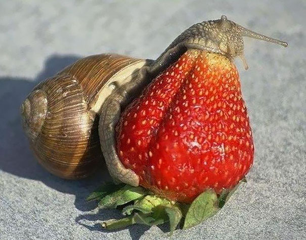 what animals eat strawberries