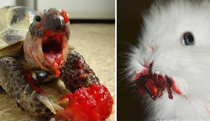 22 Animals Eating Berries Look Like Horror Movie Monsters