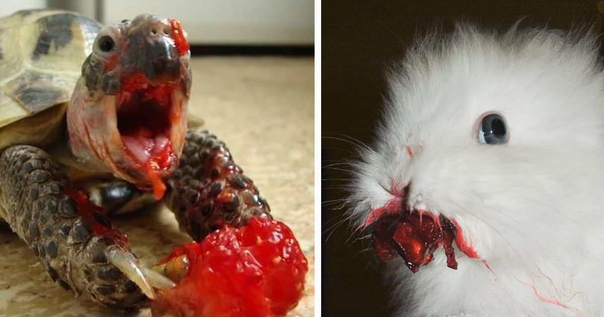22 Animals Eating Berries Look Like Horror Movie Monsters | Bored Panda