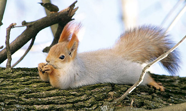 Draw Me Like One Of Your French Squirrels