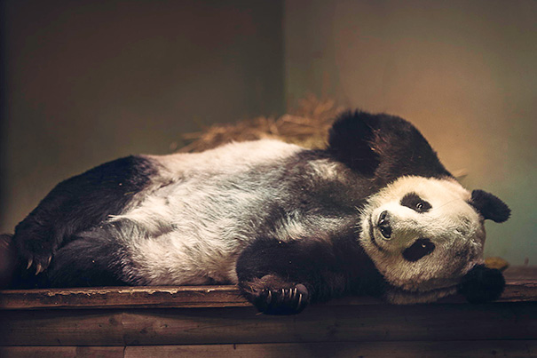The Perfectly Posing Panda At Edinburgh Zoo