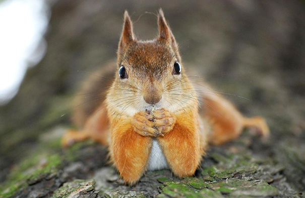 Squirrel Posing