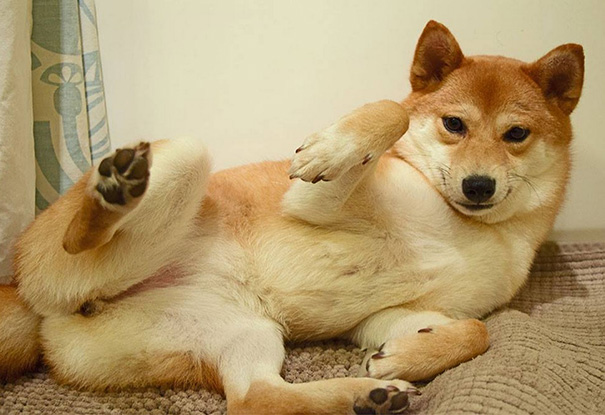 Wow Such Pose