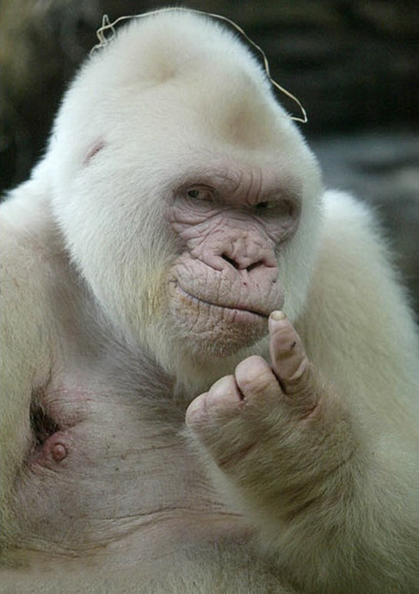 Seductive Albino Gorilla