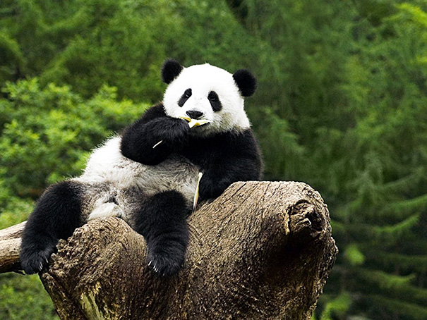 Panda Posing For The Camera