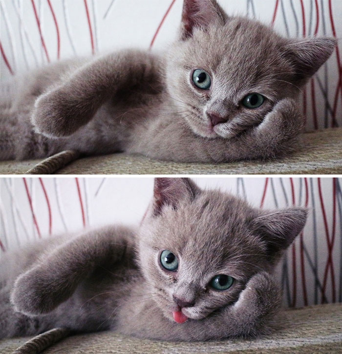 177 Animals Posing For The Camera Like Pros