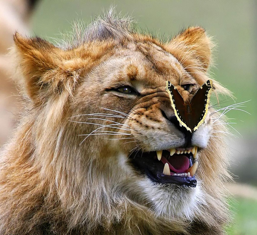 Lion And Butterfly