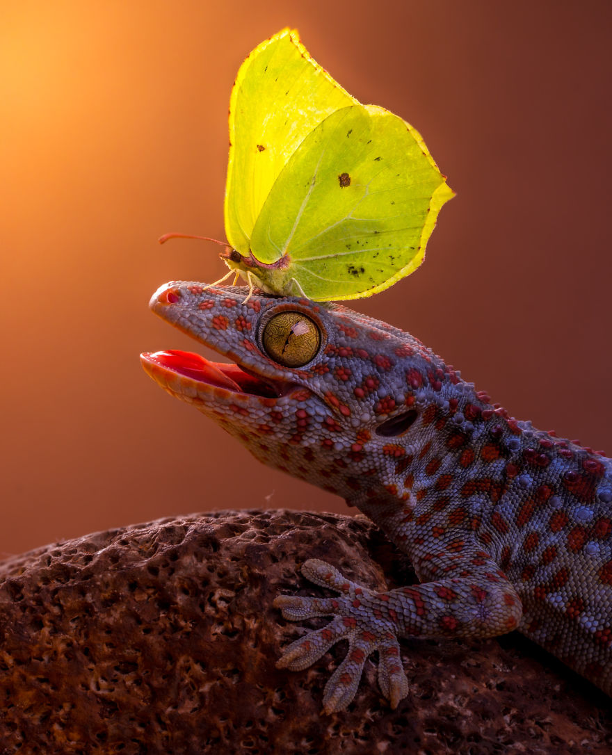 Gecko And Butterfly