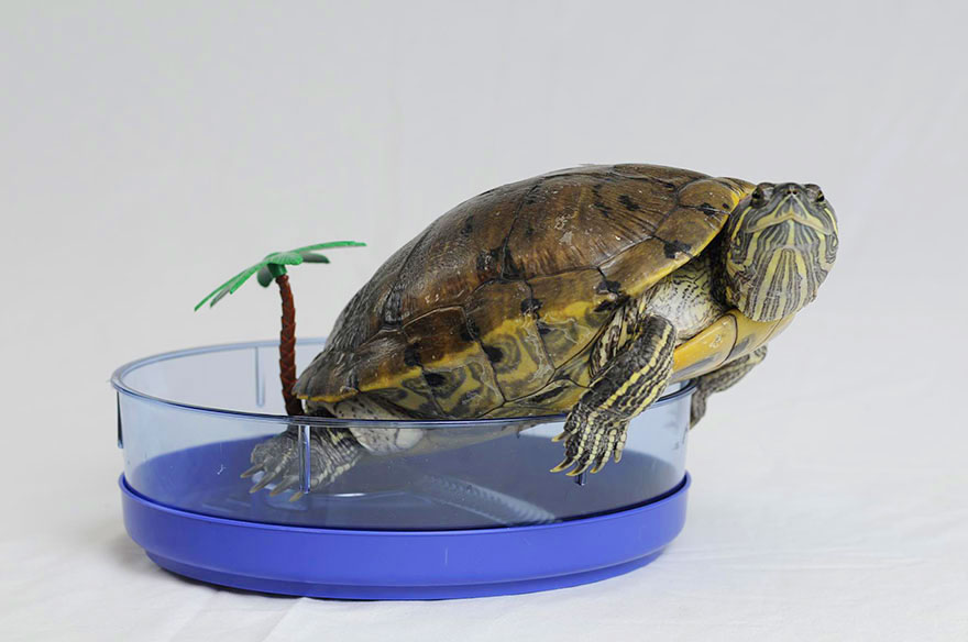 audrey-rescued-turtle-little-resq (1)