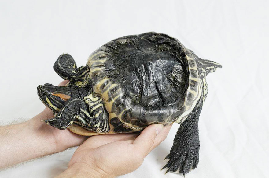 audrey-rescued-turtle-little-resq (10)