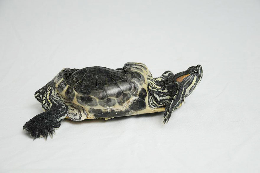 audrey-rescued-turtle-little-resq (11)