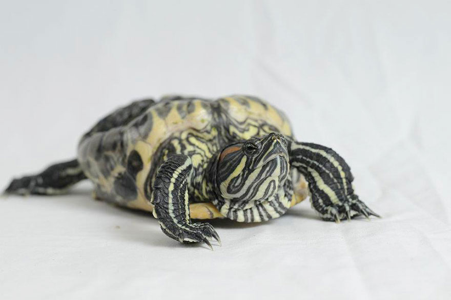 audrey-rescued-turtle-little-resq (2)