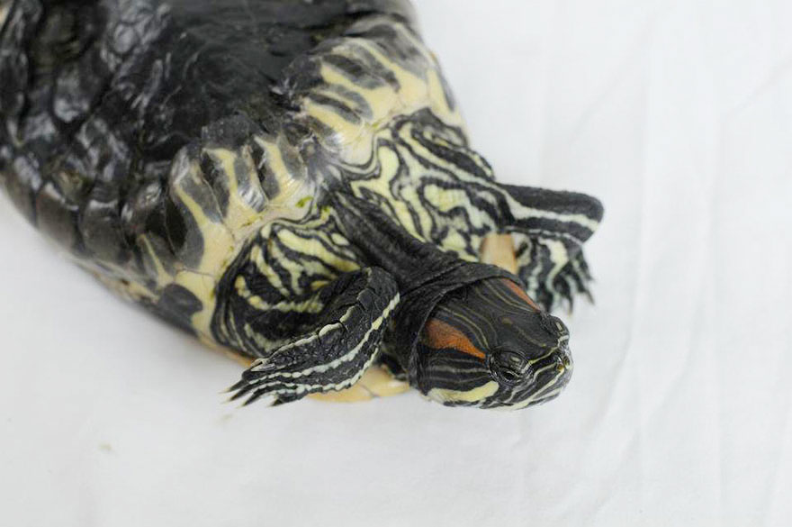 audrey-rescued-turtle-little-resq (3)