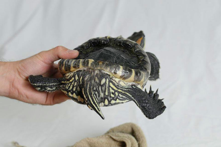 audrey-rescued-turtle-little-resq (4)