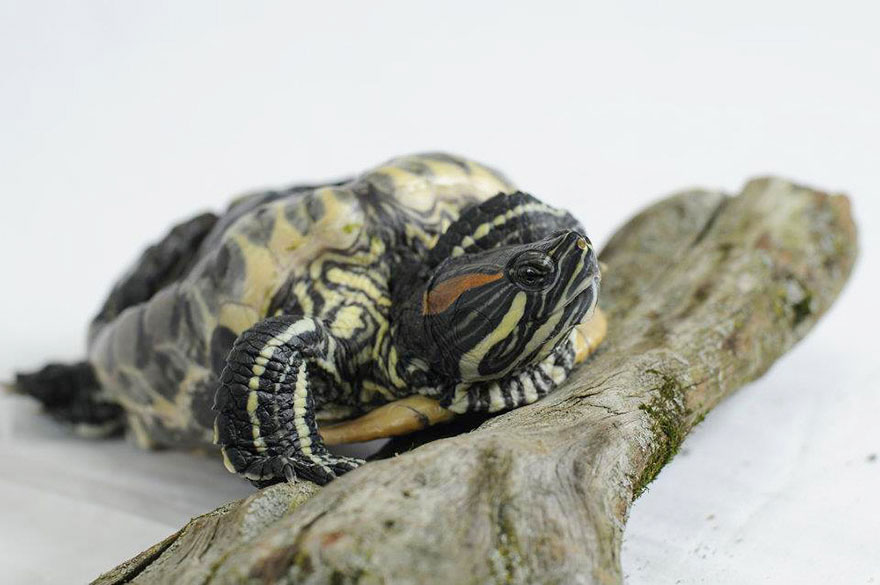audrey-rescued-turtle-little-resq (5)