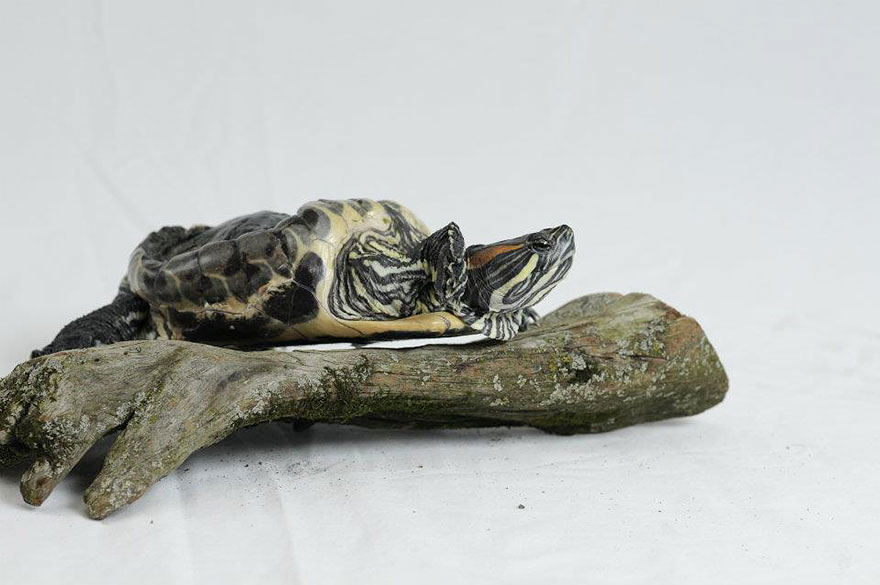 audrey-rescued-turtle-little-resq (8)