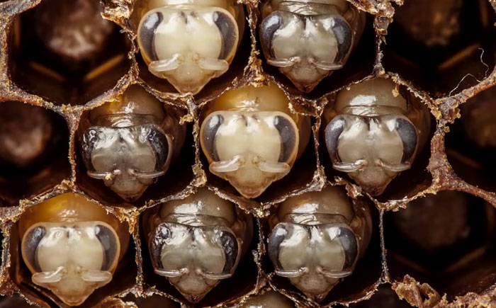 First 21 Days Of Bee’s Life Revealed In Hypnotizing 60-Second Timelapse