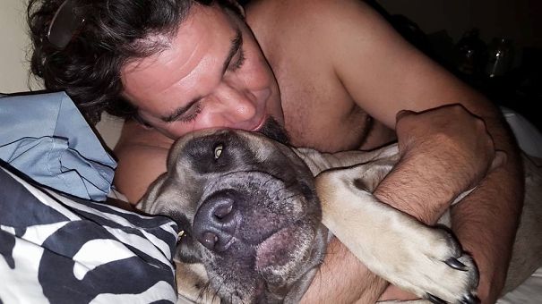 My 100 Pound Cane Corso Pup Bella Blue, Almost Two Years Old And Still A Cuddle Bug!!
