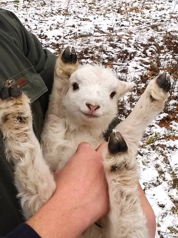 Baby Lamb Belly Rub