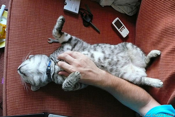 Cat Enjoying Belly Rub