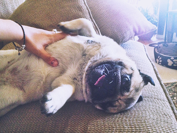Pixie Enjoying A Belly Rub
