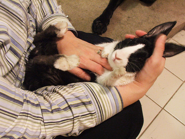 Oreo Bunny Is Getting A Belly Rub