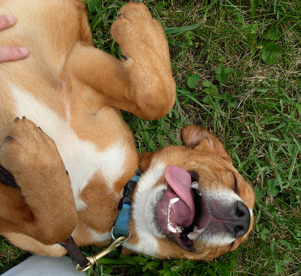 The Joy Of The Belly Rub