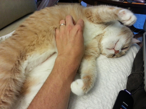 Seth Loves To Have His Belly Rubbed