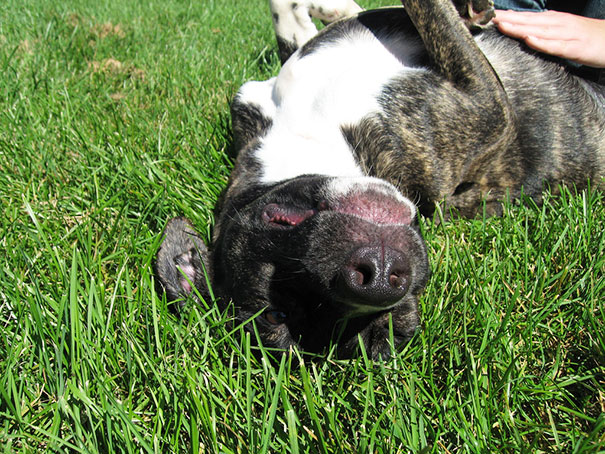 Belly Rub In The Grass