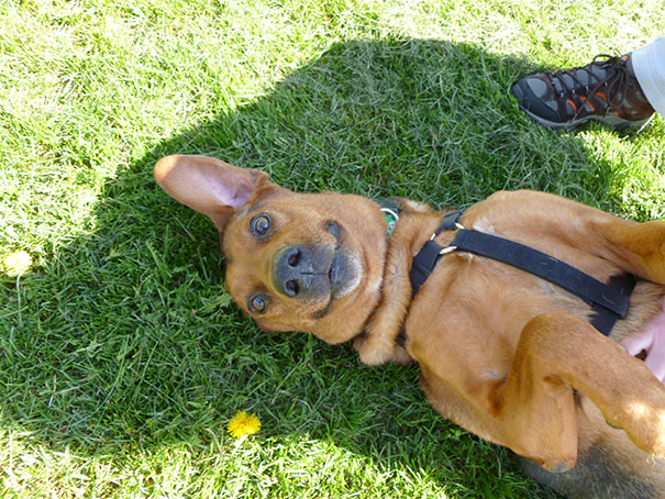Rolling In The Grass And Getting A Belly Rub Is Just Too Much - Look At This Smile