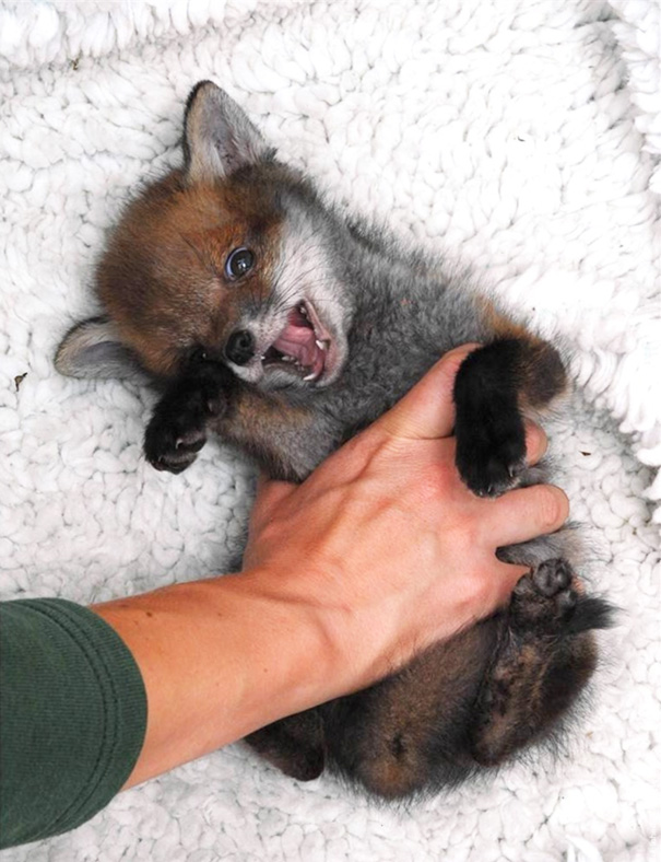 Baby Fox Getting A Belly Rub