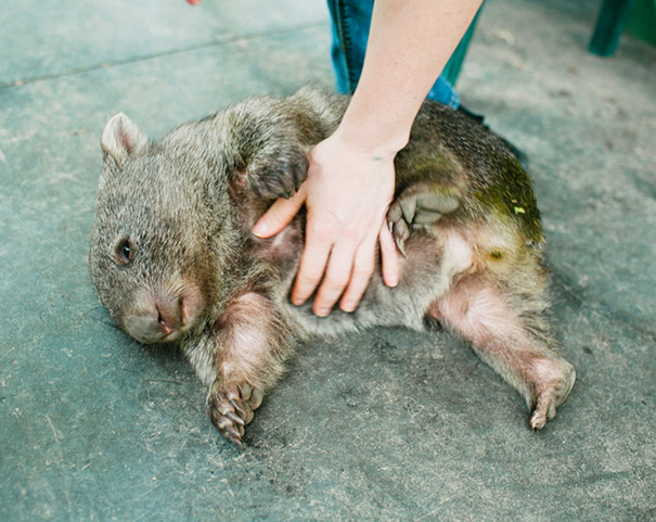 Douglas The Wombat Really Loves Belly Rubs